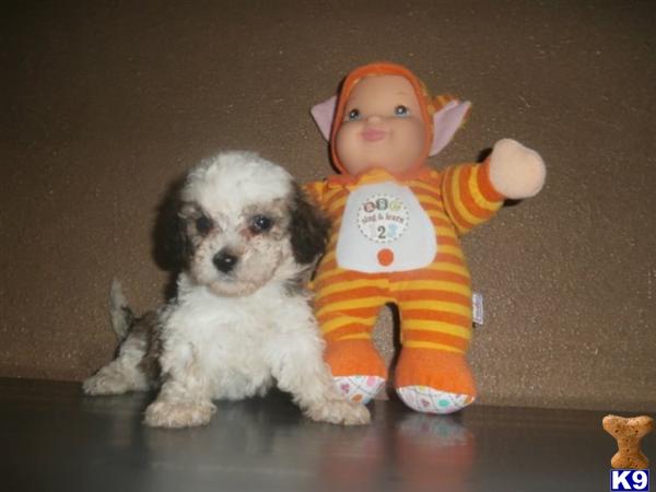 Hypoallergenic Dogs